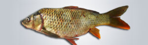 Carpa(Cyprinus carpio)-image