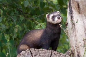 Turón(Mustela putorius)-image